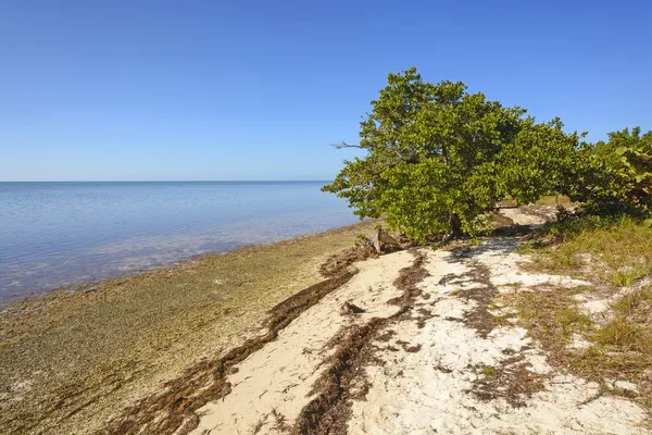 Mangrovie e spiaggia a bassa marea — Foto Stock