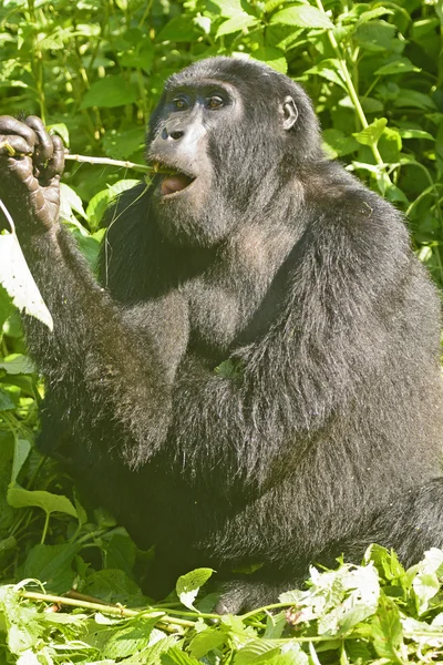 年轻的山地大猩猩吃 — 图库照片