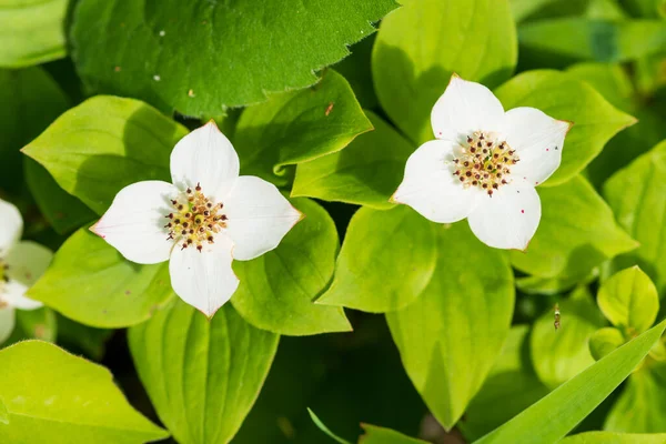 Bunchberry Dogwood Bloom Thompsons Harbor State Park Michigan —  Fotos de Stock