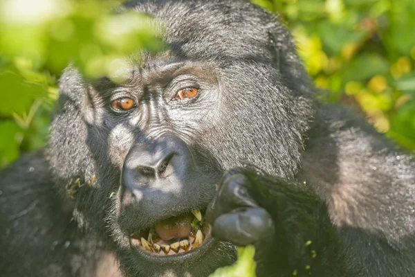 Gorila de montanha que come na floresta — Fotografia de Stock