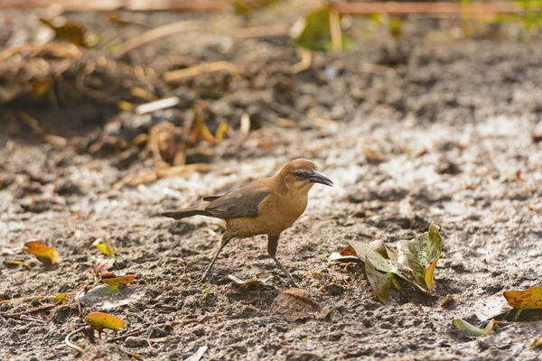 Female Common Grackle in the Swamps — Stock Photo, Image