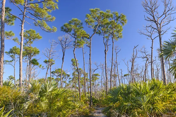 Trilha através de pinheiros Slash nos trópicos — Fotografia de Stock
