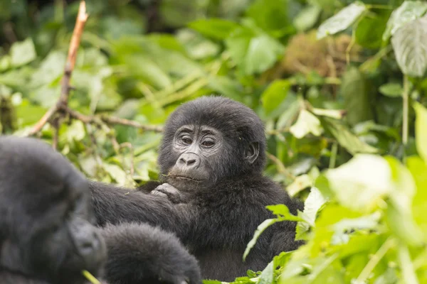 Young Gorilla in the Forest — Stock Photo, Image