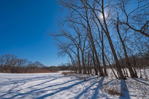 Winter Sun Hiding Frozen Trees Spring Lake Preserve Illinois — Stock Photo, Image