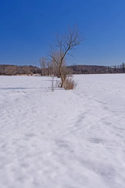 Lone Tree Paesaggio Ghiacciato Spring Lake Preserve Illinois — Foto Stock