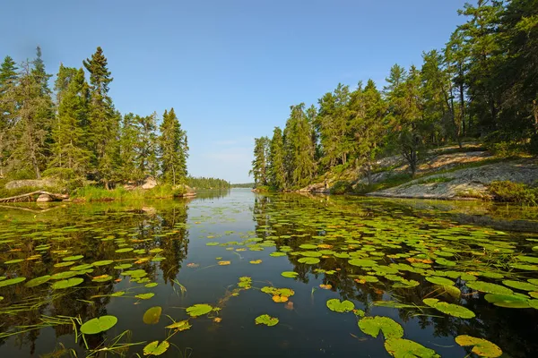 Lily Pad Filled Inlet North Woods Lake Dog Tooth Lake — Stock Photo, Image