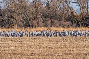 Kearney, Nebraska yakınlarındaki Göç sırasında Büyük Turna Grubu Dinleniyor