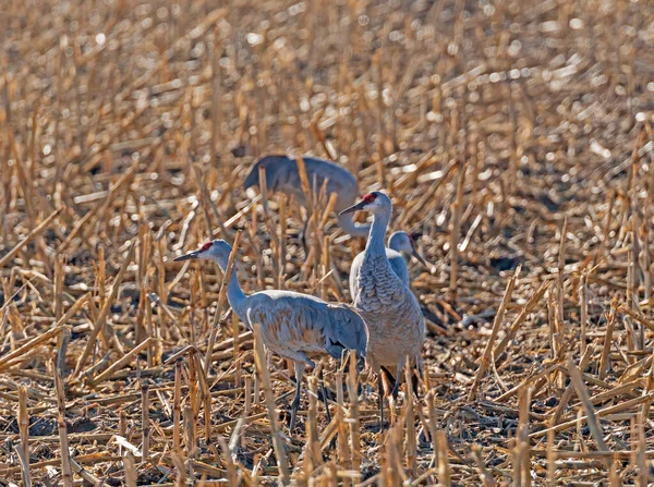 Dvojice Jeřábů Krmících Kukuřičném Poli Poblíž Kearney Nebrasce — Stock fotografie