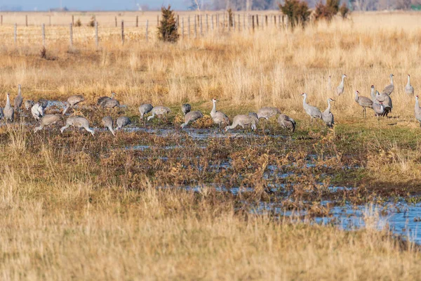 Sandhill Cranes Feeding Wetland Kearney Nebraska — Stock Photo, Image