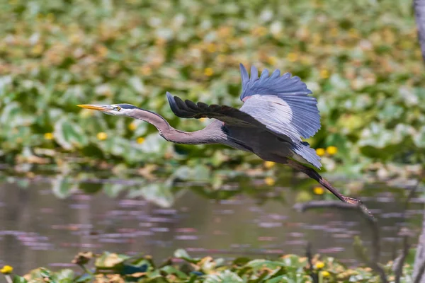 オハイオ州のCuyahoga Valley国立公園の飛行中のグレートブルーヘロン — ストック写真