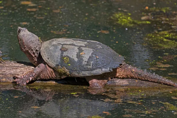 Sneeuwschildpad Genieten Van Lentezon Cuyahoga Valley National Park Ohio — Stockfoto