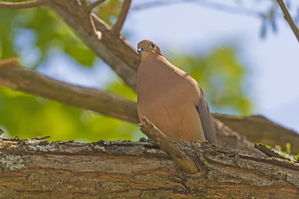 Mourning Dove Keeping Eye World Cuyahoga Valley National Park Ohio — Stock Photo, Image