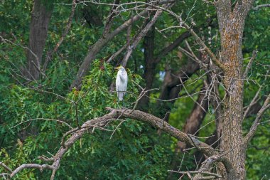 Büyük Akbalıkçıl, Illinois 'deki Busse Ormanındaki Bir Ağaçtan Dünyayı Gözlüyor