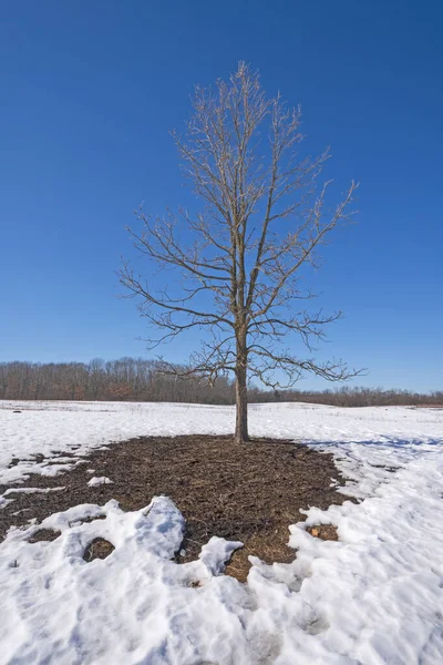 Eenzame Boom Terugtrekkende Sneeuw Krabpaal Natuurreservaat Illinois — Stockfoto