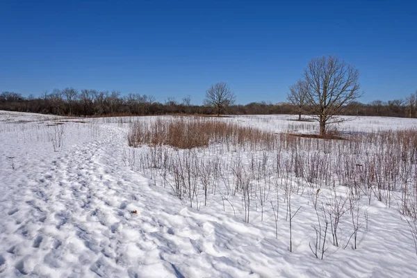 イリノイ州のクラフツリー自然保護区の冷凍プレーリーの雪の道 — ストック写真