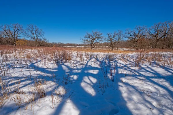 Tree Shadows Winter Landscape Crabtree Nature Preserve Illinois — Stock Photo, Image