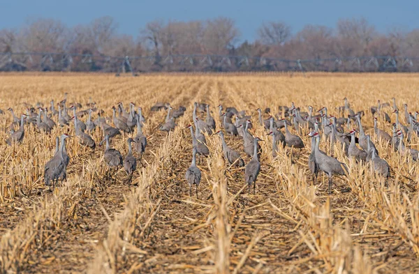 Pískovcové Jeřáby Crop Rows Kearney Nebraska — Stock fotografie