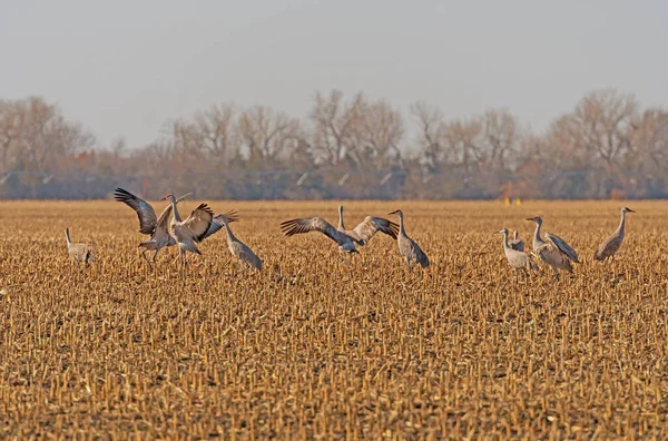 Sandhill Cranes Displaying Fields Kearney Nebraska — Stock fotografie