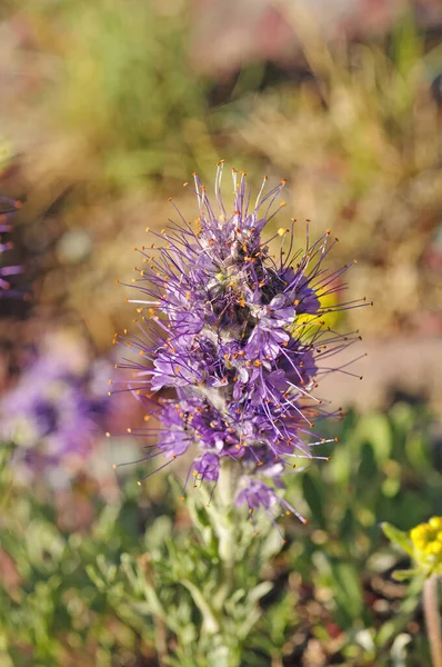 Silky Phacelia Sen Kesällä Bloom Lähellä Järven Okatomi Jäätikkö Kansallispuisto — kuvapankkivalokuva