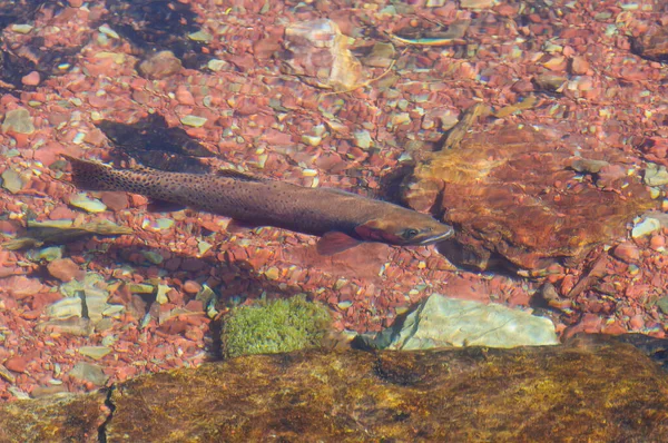 Trota Tagliagole Torrente Montagna Rose Creek Nel Parco Nazionale Del — Foto Stock