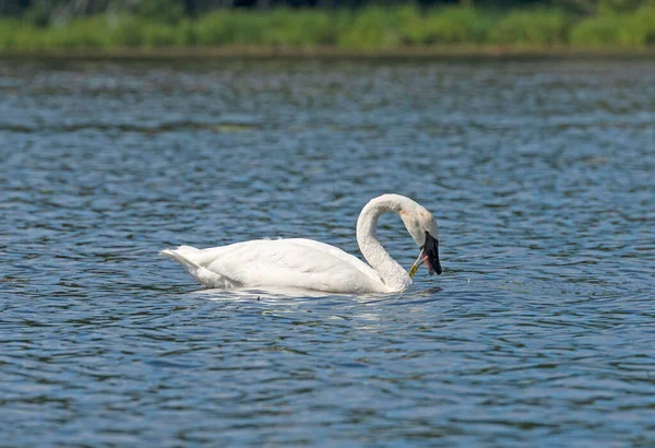 Trumpeter Swan Feeding Lake Vegetation Crooked Lake Sylvania Wilderness Michigan — Stock Photo, Image