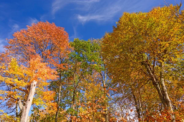 Mudando Cores Nas Montanhas Orientais Parque Nacional Shenandoah Virgínia — Fotografia de Stock