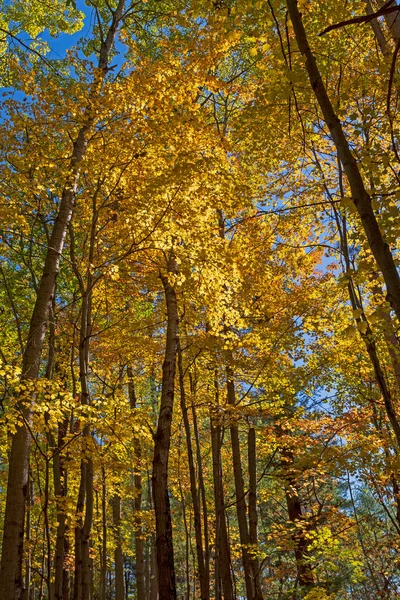 Dramatyczne Kolory Nad Głową Jesieni Szlaku Piers Gorge Michigan — Zdjęcie stockowe