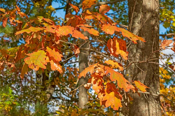 Feuilles Chêne Dans Leurs Couleurs Automne Dans Parc État Gouverneur — Photo