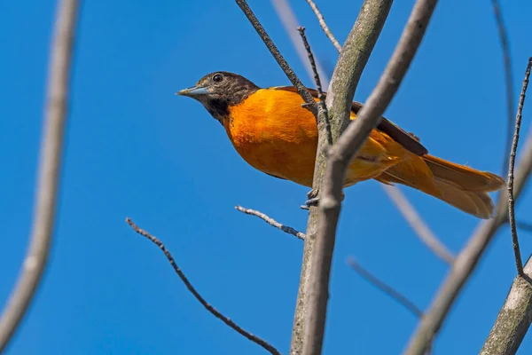 Baltimore Oriole Titta Ovanifrån Presque Isle State Park Pennsylvania — Stockfoto