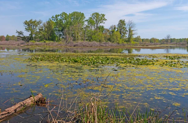 Humedales Los Grandes Lagos Penisula Parque Estatal Presque Isle Lago —  Fotos de Stock