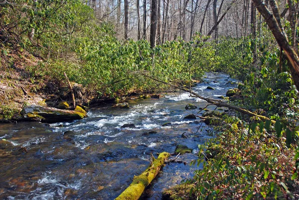 Rhododendrons Mountain Stream Great Smoky Mountains North Carolina — ストック写真