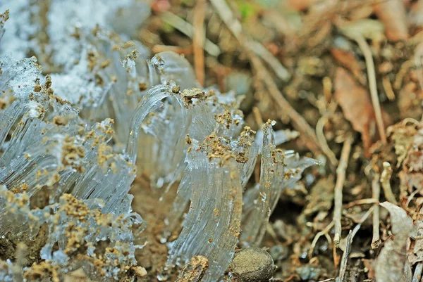 Macro Picture Ice Crystals Exuding Out Ground Spring Winter Great — Fotografia de Stock