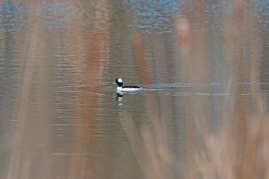A Bufflehead Swimming in a Wetland Pond in Crabtree Nature Center in Illinois