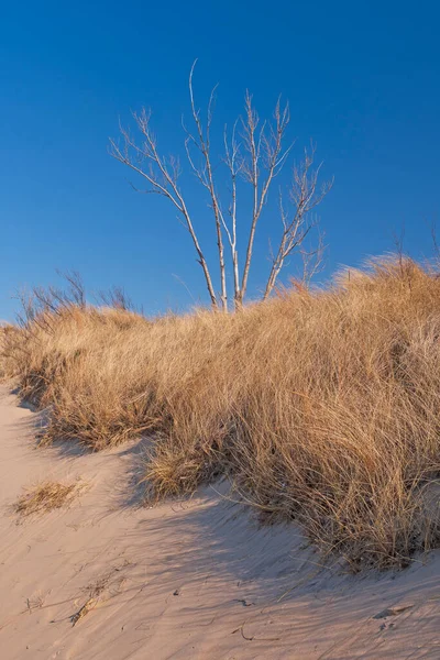 Young Tree Shooting Sand Dunes Grasses Indiana Dunes National Park — Photo