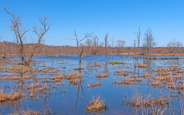 Wetland Pond Early Spring Morning Indiana Dunes National Park Indiana — Photo