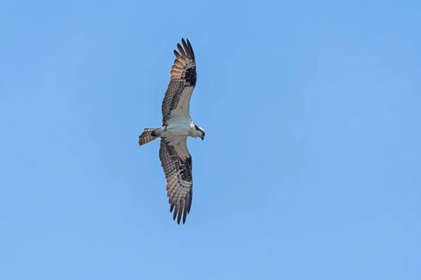 Osprey Circling Search Prey Presque Isle State Park Pennsylvania — Stock fotografie