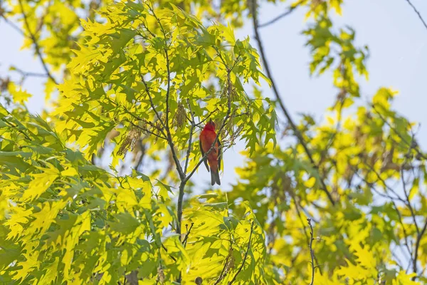 Scarlet Tanager Singing Tree Presque Isle State Park Pennsylvania — Stock Photo, Image