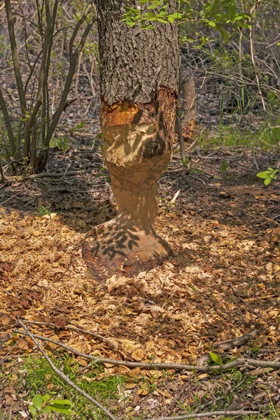 Arbete Upptagen Bäver Presque Isle State Park Pennsylvania — Stockfoto