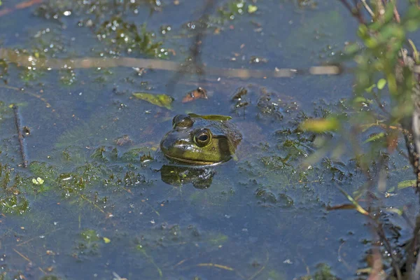 Bullfrog Americano Espreitando Pântano Parque Estadual Preque Island Pensilvânia — Fotografia de Stock