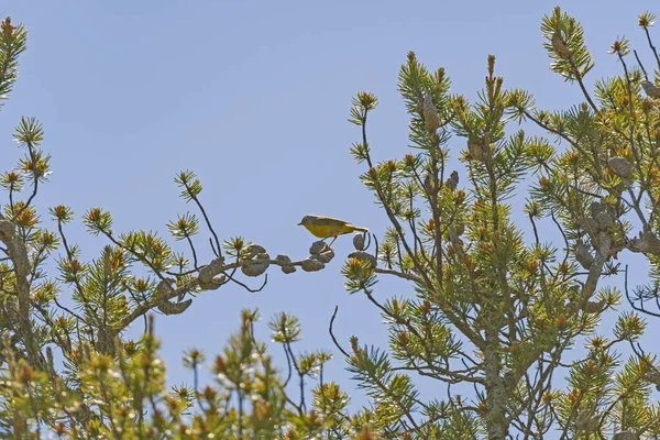 Warbler Nashville Siedzi Drzewie Sosnowym Whitefish Point Michigan — Zdjęcie stockowe