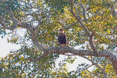 Güney Armalı Caracara Brezilya 'da Pantanal' da bir ağaca tünedi.