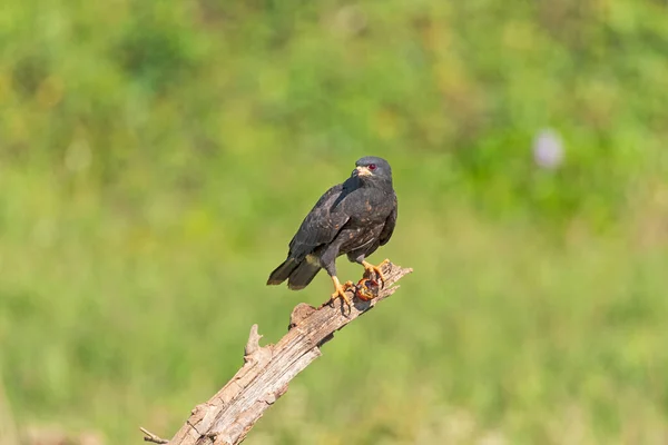 Slak Vlieger Met Een Slak Shell Pantanal Brazilië — Stockfoto