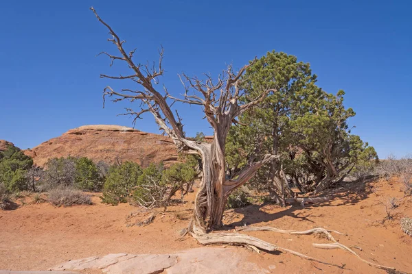 Vita Morte Nel Deserto Nel Parco Nazionale Degli Archi Nello — Foto Stock