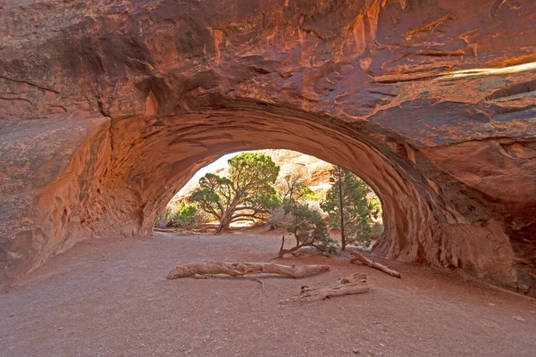 Tall Träd Genom Naturlig Båge Vid Navajo Båge Arches Nationalpark — Stockfoto