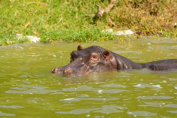 Gran Hipopótamo Disfrutando Las Aguas Frías Canal Teh Kazinga Parque —  Fotos de Stock