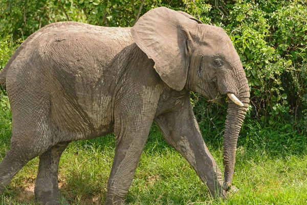 Elefante Africano Comiendo Fuga Largo Del Canal Kazinga Parque Nacional —  Fotos de Stock