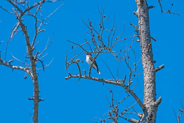 Kingbird Est Dans Arbre Scraggly Dans Seney National Wildlife Refuge — Photo