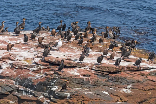 Dubbla Crested Skarvar Kustklippa Prince Edward Island Kanada — Stockfoto