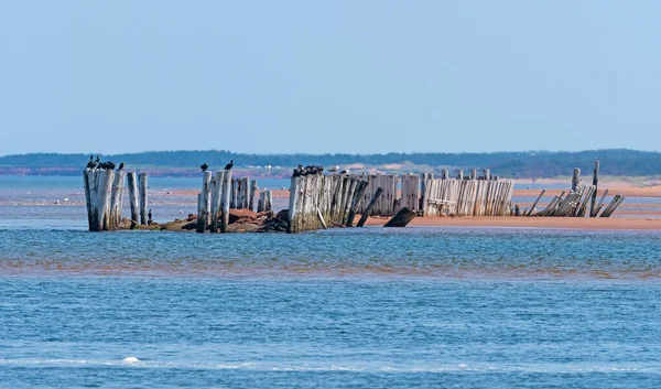 Morskie Ptaki Odpoczywające Opuszczonych Pilings New London Bay Prince Edward — Zdjęcie stockowe