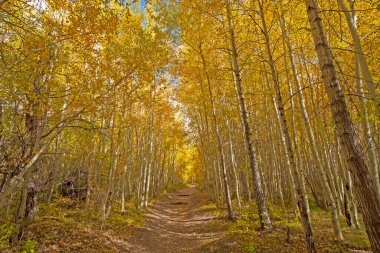 Colorado 'daki Great Sand Dunes Ulusal Parkı' nda Aaspen Korusu 'ndan geçiyoruz.